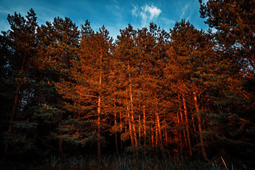 Pines in the rays of the evening sunset