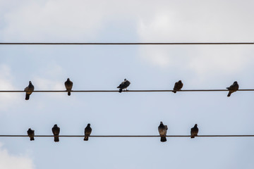 Pigeons rest on wires. Dove birds sitting on a power line