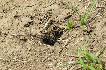 Cricket near the hole in the field, closeup