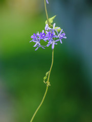 Purple flowers and blurred background