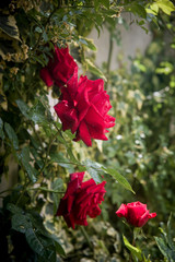 Fototapeta na wymiar red roses in the garden on greenery