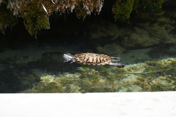 Fototapeta na wymiar Wasserschildkröten in stadtpark auf vermoosten stein