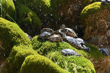 Wasserschildkröten in stadtpark auf vermoosten stein