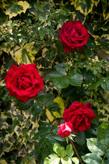 red roses in the garden on greenery