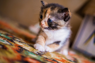 Three-colored kitten sitting on the floor at home