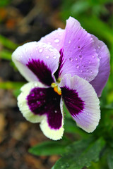 Beautiful Viola Summer Garden