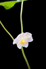 Mayapple Wildflower