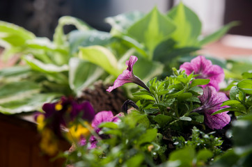 Obraz na płótnie Canvas purple petunia on pot in a corner of the garden