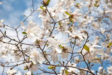Wonderful magnolia tree