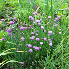 purple round flowers