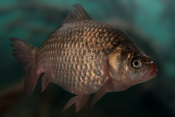 Fototapeta premium Live fish crucian on pond