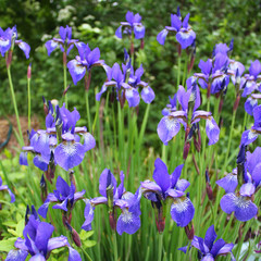 blue irises garden