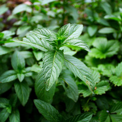 summer garden green mint