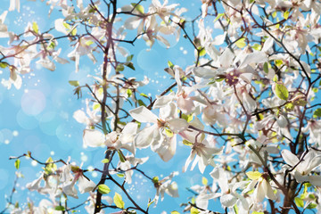 Fototapeta premium A blooming tree of white magnolia. Background. Free space for text. Sky.