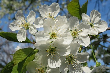 Sweet cherry blooming in the garden on blue sky background 