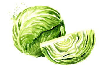 Whole cabbage with cutted one. Watercolor hand drawn illustration isolated on white background