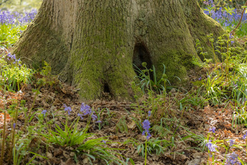 Fairy woodland home.