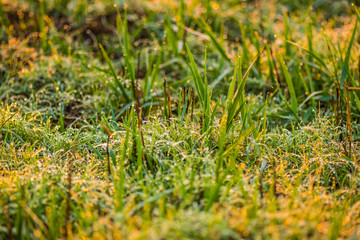 Refreshing with the morning light.4