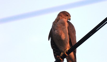 bird of prey
