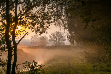 Fototapeta na wymiar Sonnenaufgang im Wald mit Morgennebel