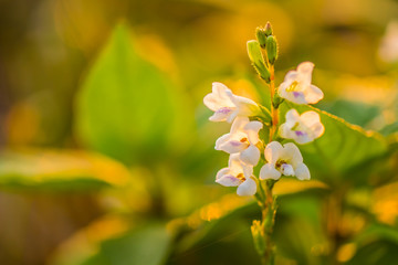 Refreshing with the morning light.11