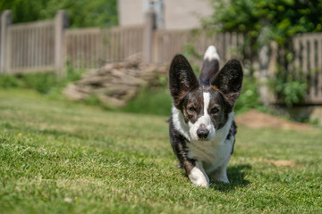 Welsh Corgi Cardigan tricolor with brindle points, running in garden