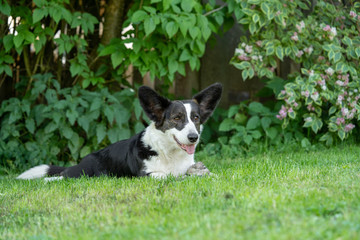 Welsh Corgi Cardigan tricolor with brindle points