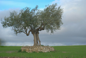 old olive tree