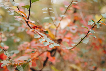 autumn leaves on tree