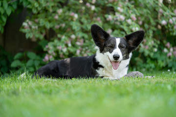 Welsh Corgi Cardigan tricolor with brindle points