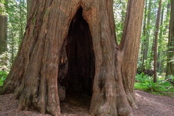 Founder's Grove in Humboldt Redwoods State Park, California, USA