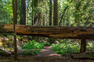 Founder's Grove in Humboldt Redwoods State Park, California, USA