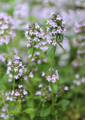 Obraz premium beautiful flower thyme garden