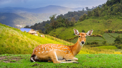 Chital deer , Spotted deer , Axis deer
