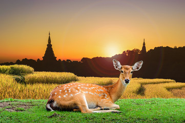 Chital deer , Spotted deer , Axis deer