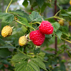 berry raspberry garden