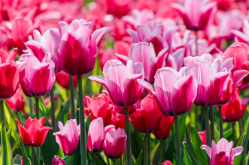 large blooming flower bed with pink hybrid tulips