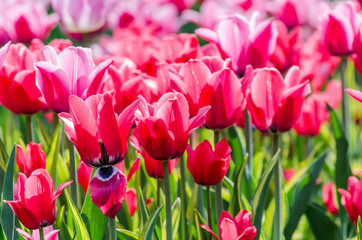 large blooming flower bed with pink hybrid tulips