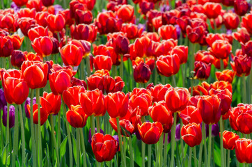 large blooming flower bed with scarlet red hybrid tulips