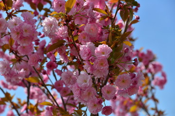 różowe kwiaty kwitnącej wiśni japońskiej 1