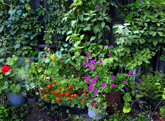 flowers in pots garden