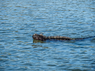 Fototapeta premium marine iguana swimming and feeding near Galapagos Islands, Ecuador