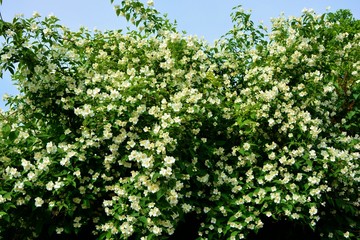 Lush flowering jasmine bush in the spring in the garden.