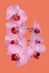 Pink orchid phalaenopsis isolated on beige background