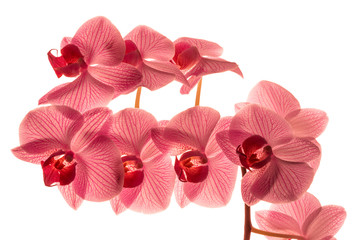 Pink orchid phalaenopsis isolated on white background