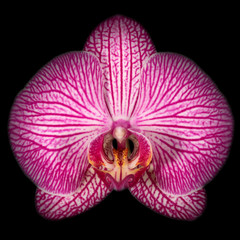 Close up of pink phalaenopsis orchid on black background