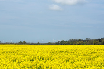 rape fields, rape seed