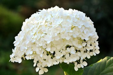 Huge inflorescence of numerous delicate white hydrangea in the garden closeup.