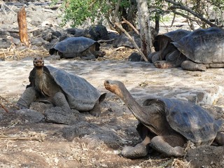 giant tortoise