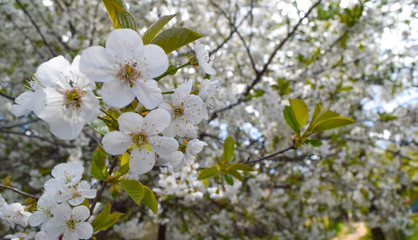 White cherry blossoms. Branch of a blossoming cherry tree with beautiful white flowers.